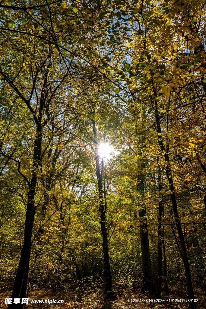 秋日林间阳光洒落美景