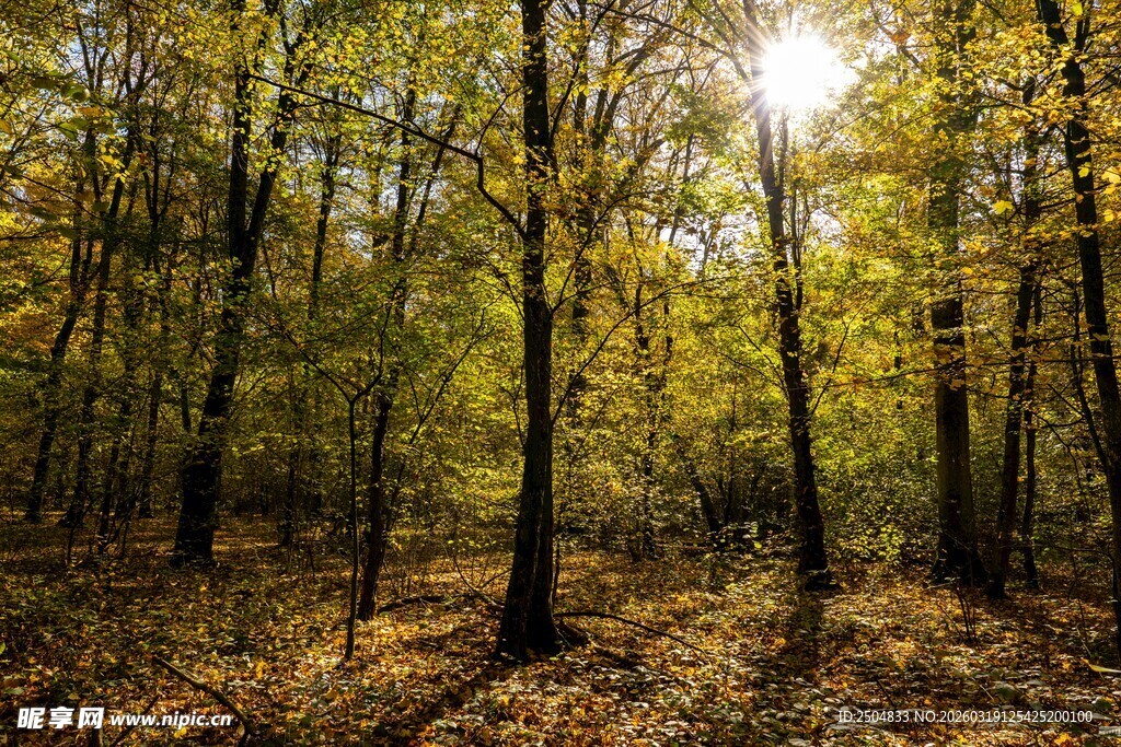 秋日森林阳光洒落美景