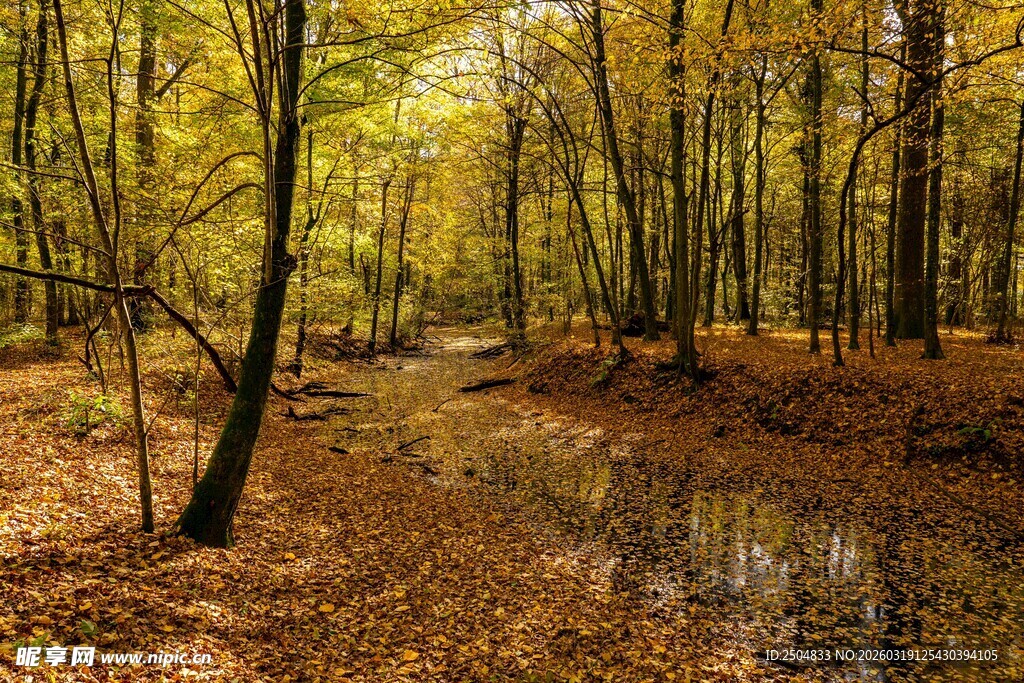 秋日森林中的静谧小溪