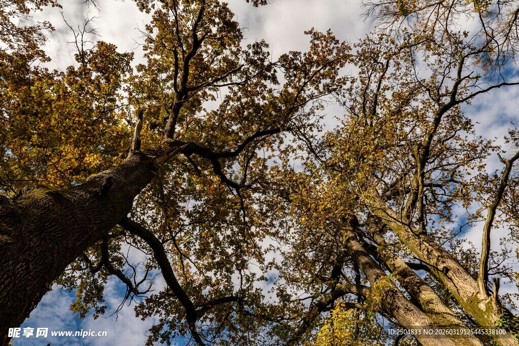 仰观秋日树林斑驳树冠