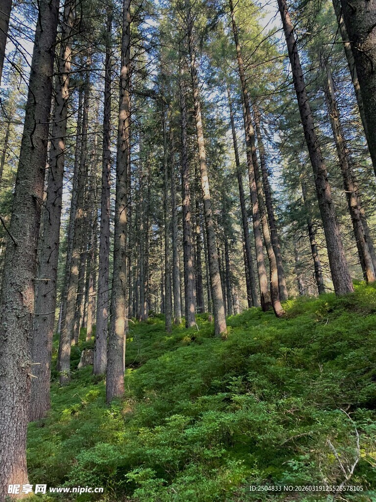 茂密森林中的葱郁景象
