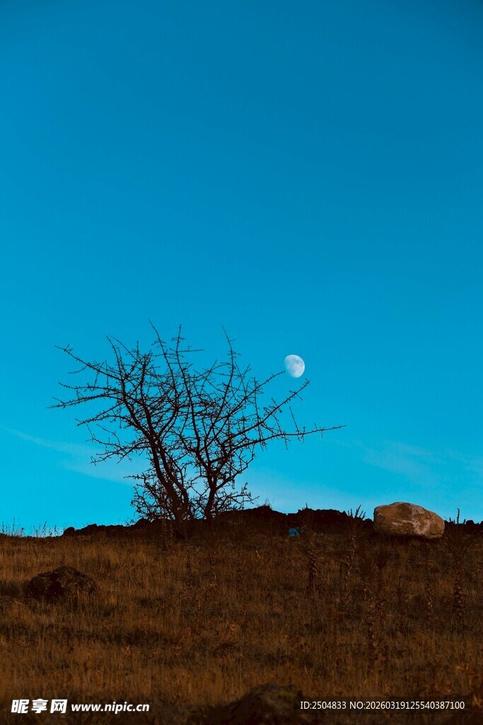 月下孤树 旷野静谧之景