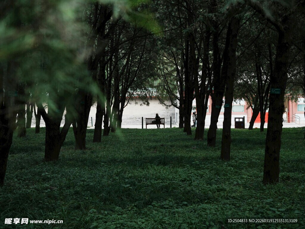 林间草地 静谧自然景致