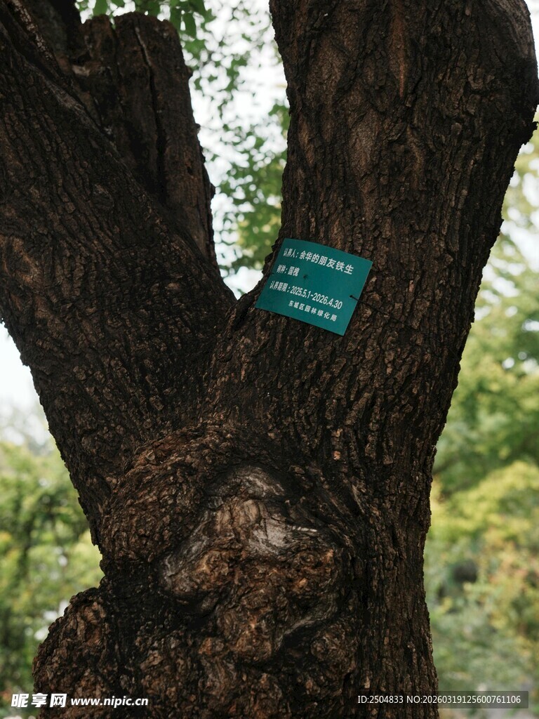 树干上的标识牌