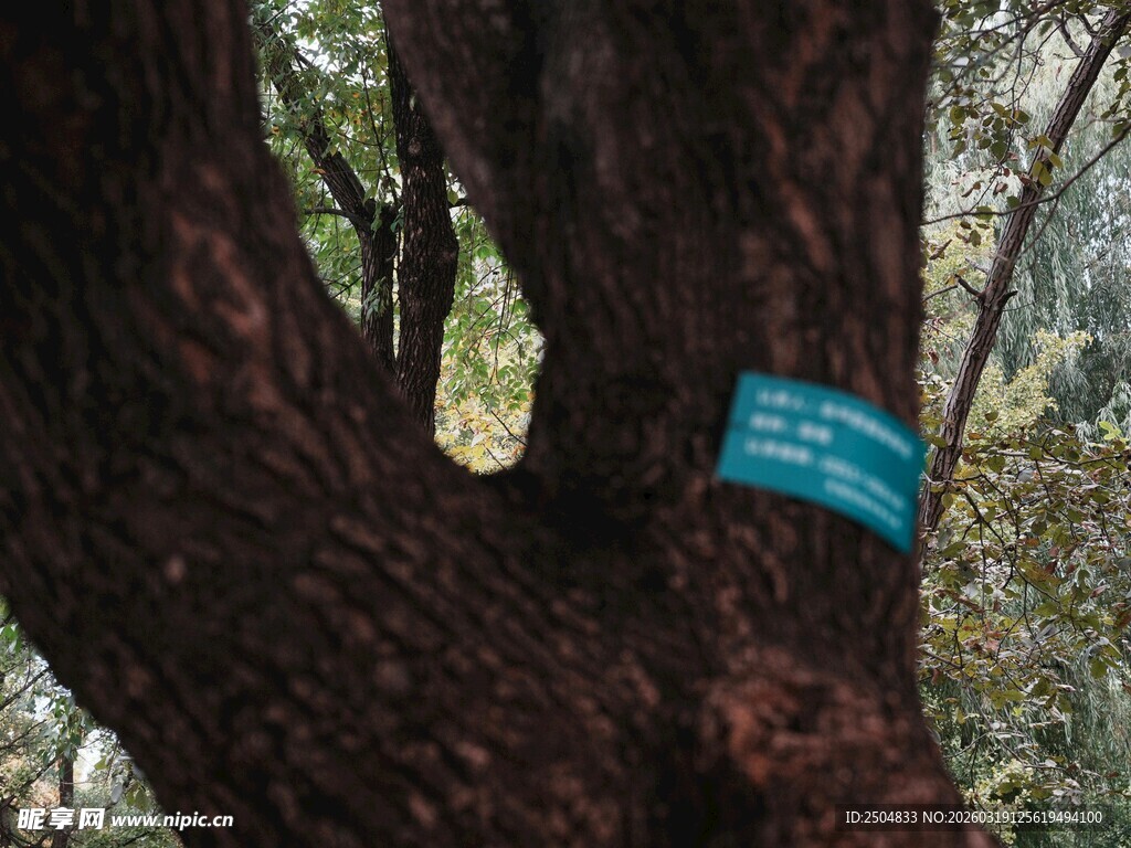 树干上的蓝色标识牌