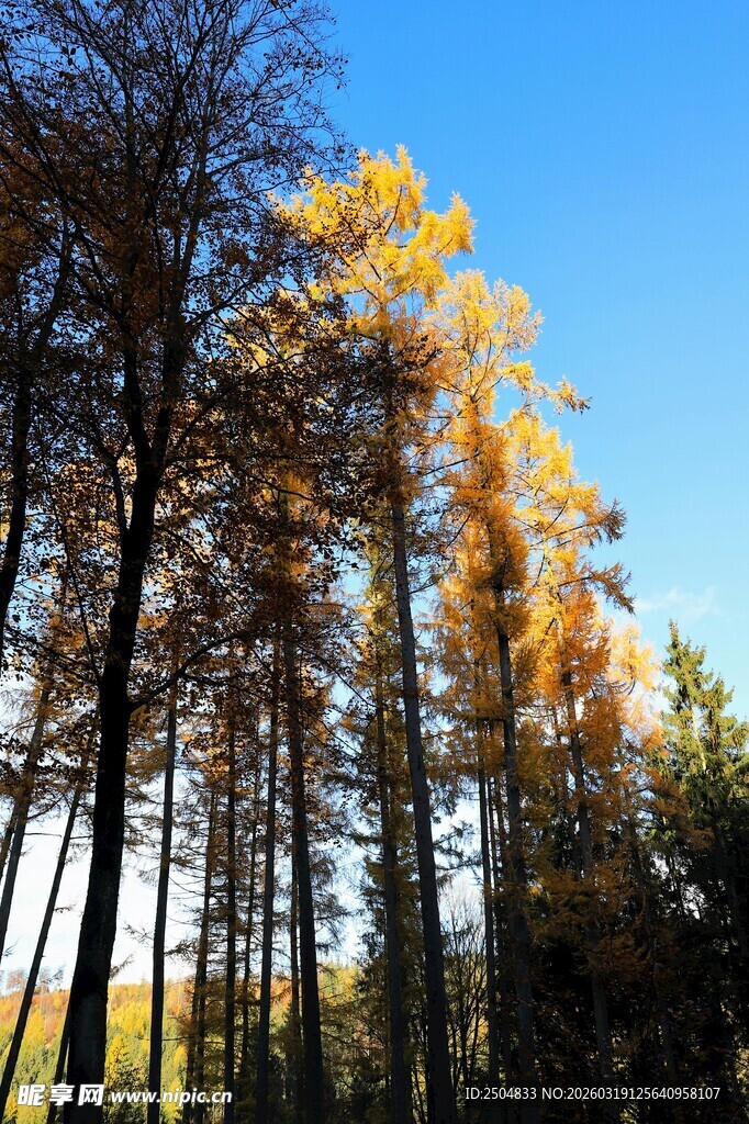 秋日挺拔树林美景