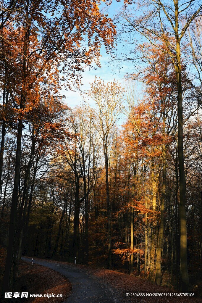 秋日林间小道的温暖光影