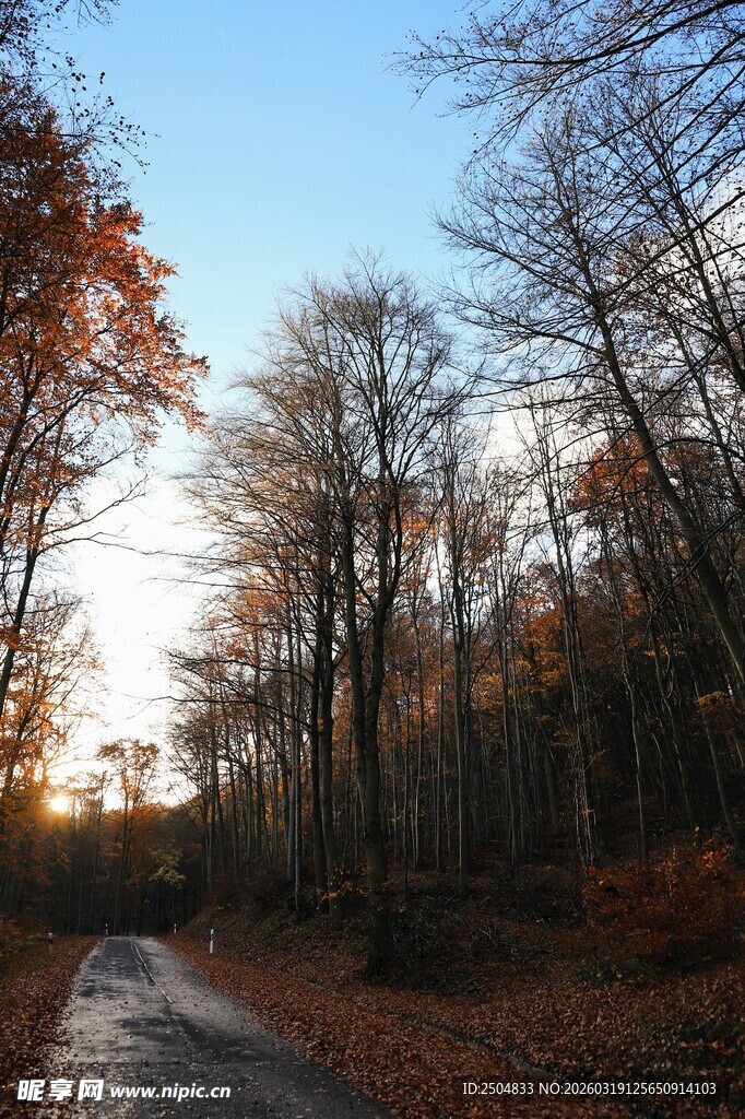 秋日林间小道的静谧美景