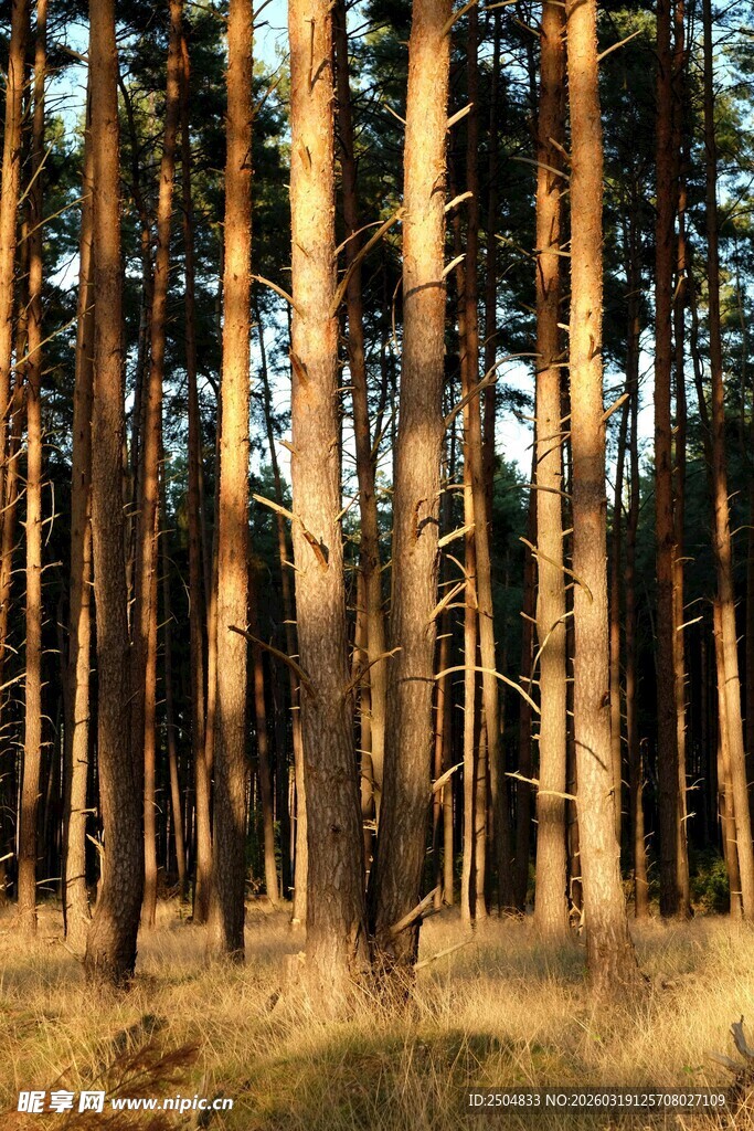 阳光照耀下的茂密松树林