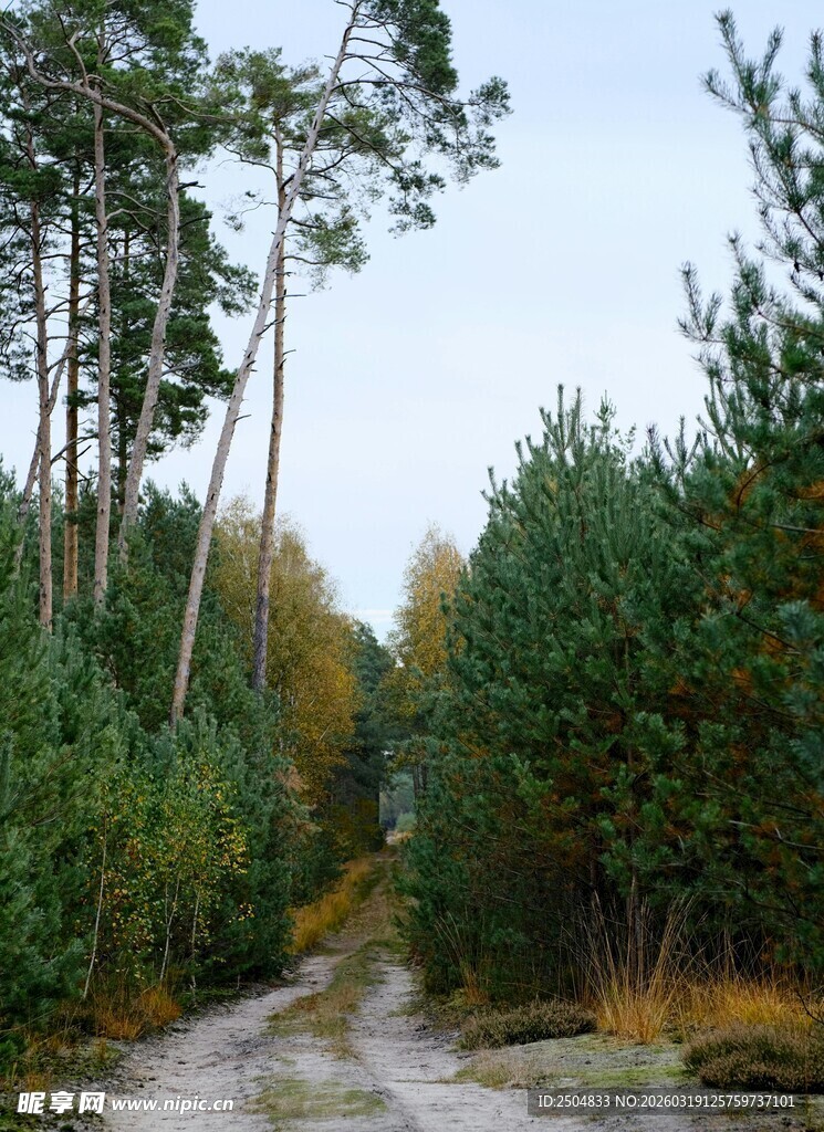 林间泥路 秋日树木景致