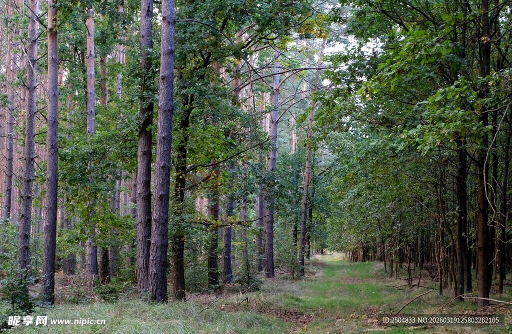 静谧森林小径景观