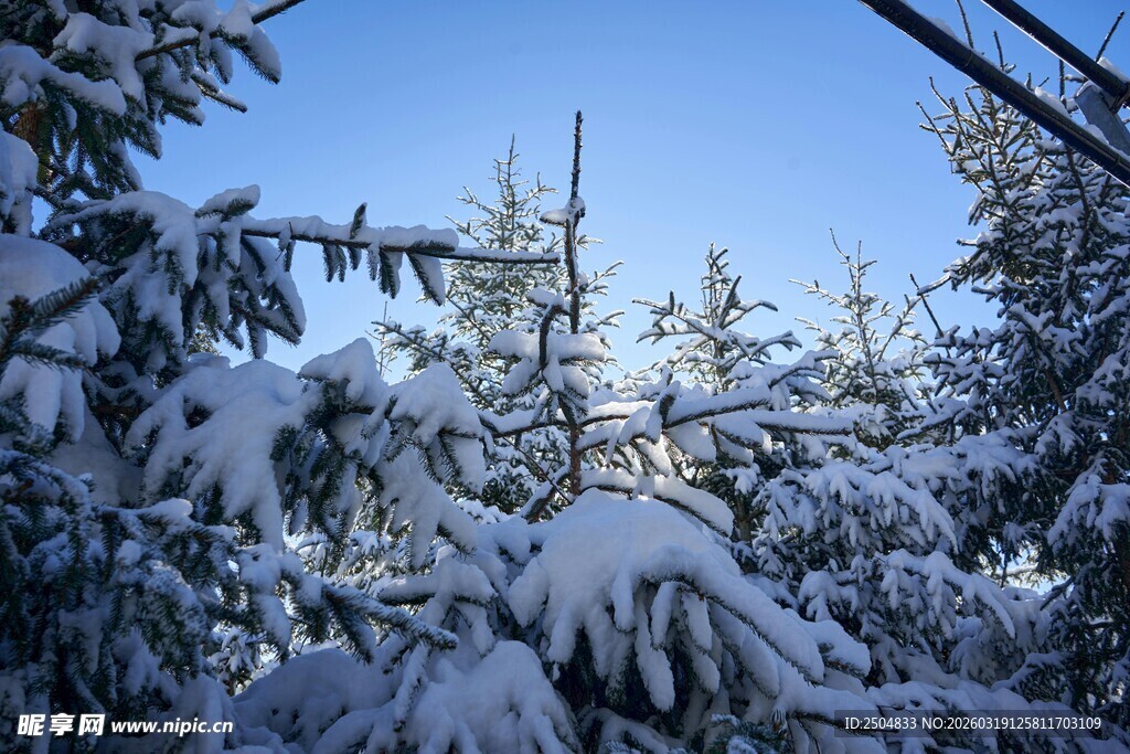 雪覆松林 冬日纯净美景