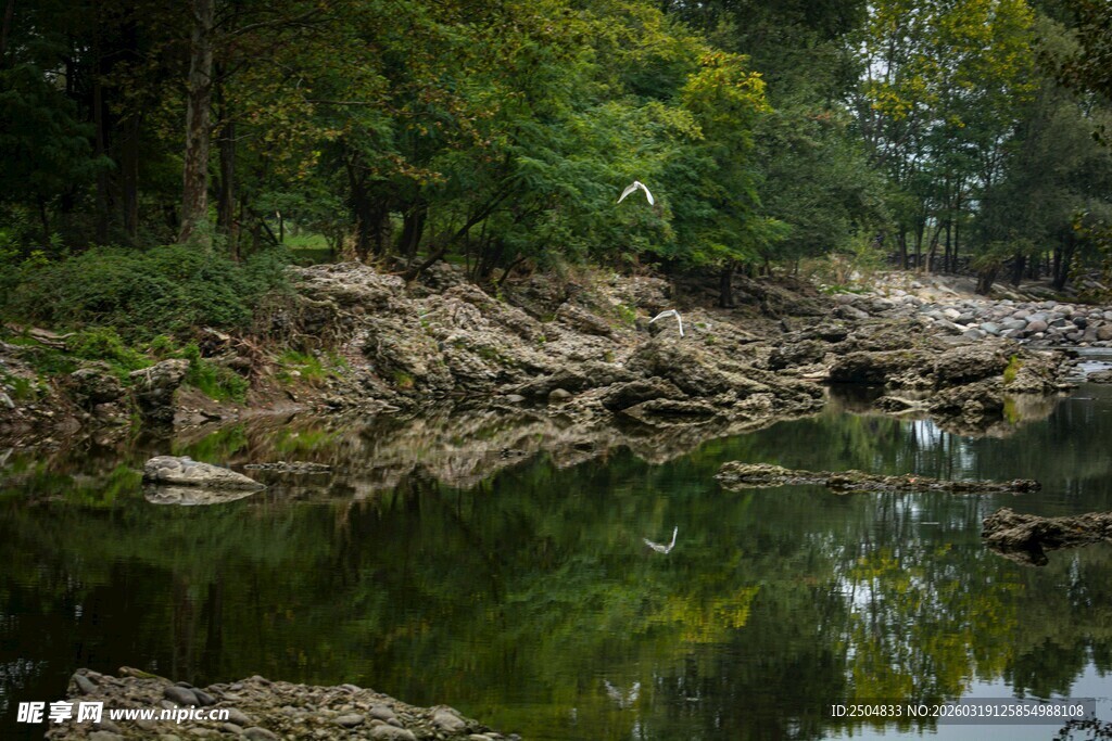 静谧溪边的自然景致