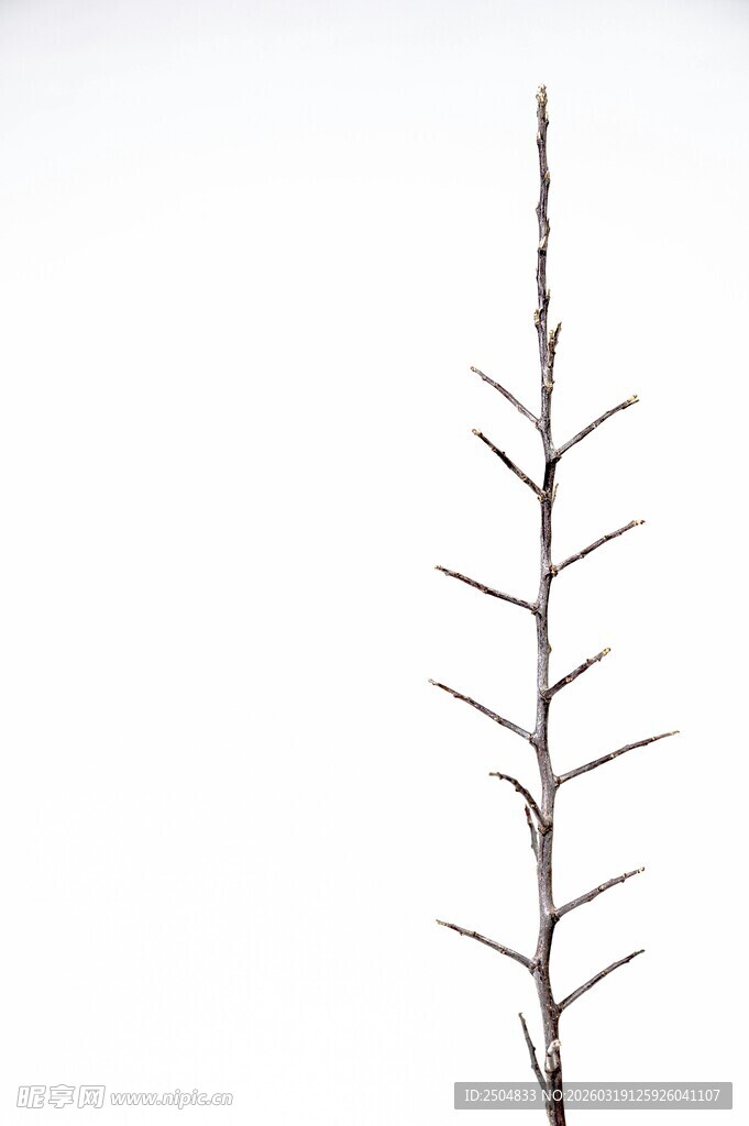 单枝植物细枝特写