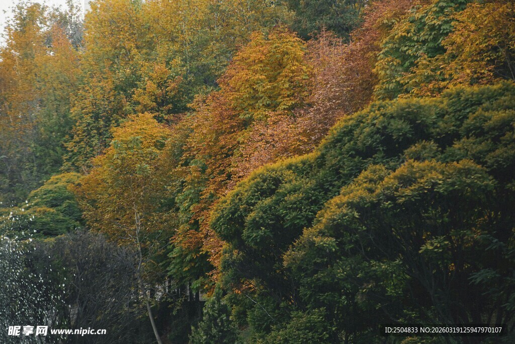 秋日山林斑斓景致