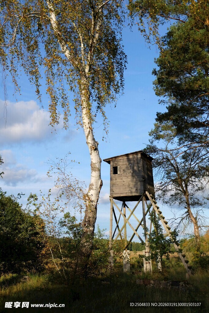 林间树旁的狩猎瞭望小屋