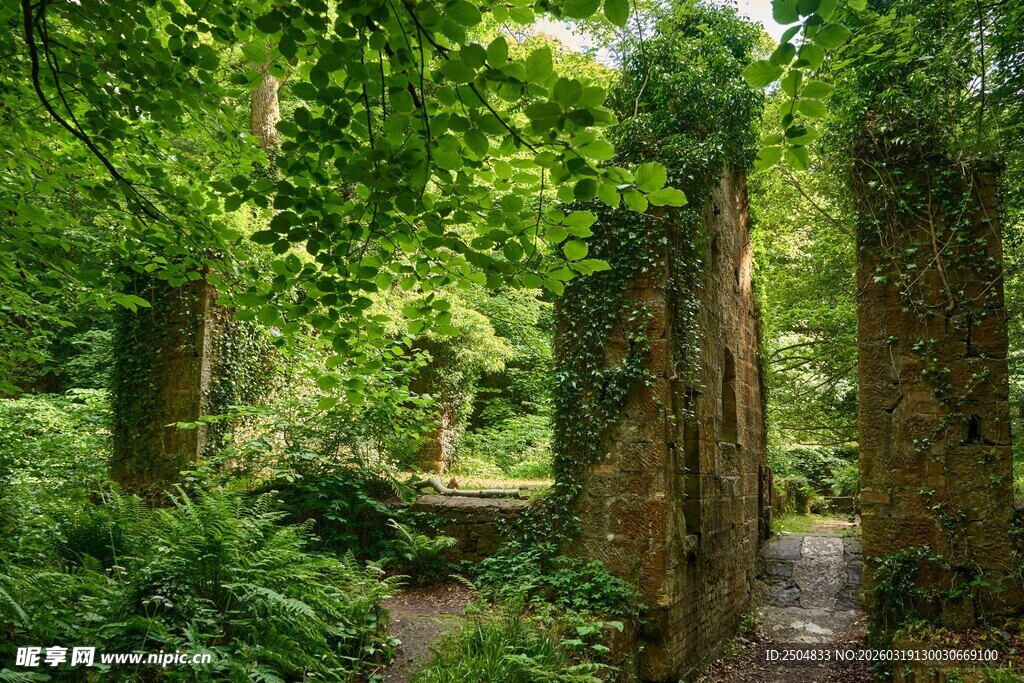 林间幽径 绿意盎然的景致