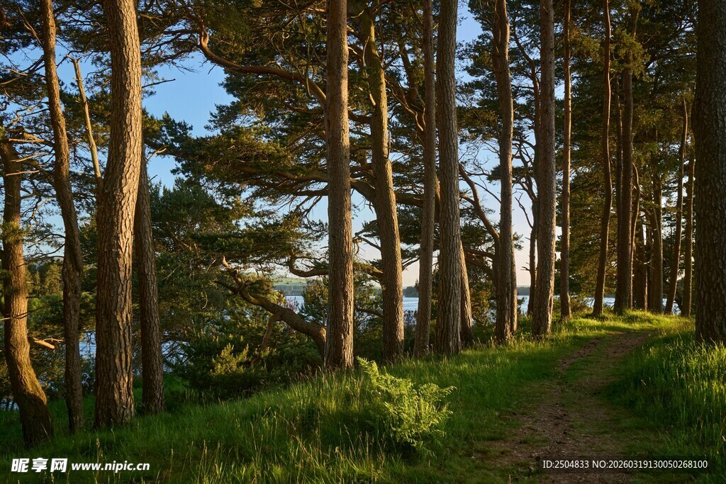 林间小道 阳光洒落的静谧