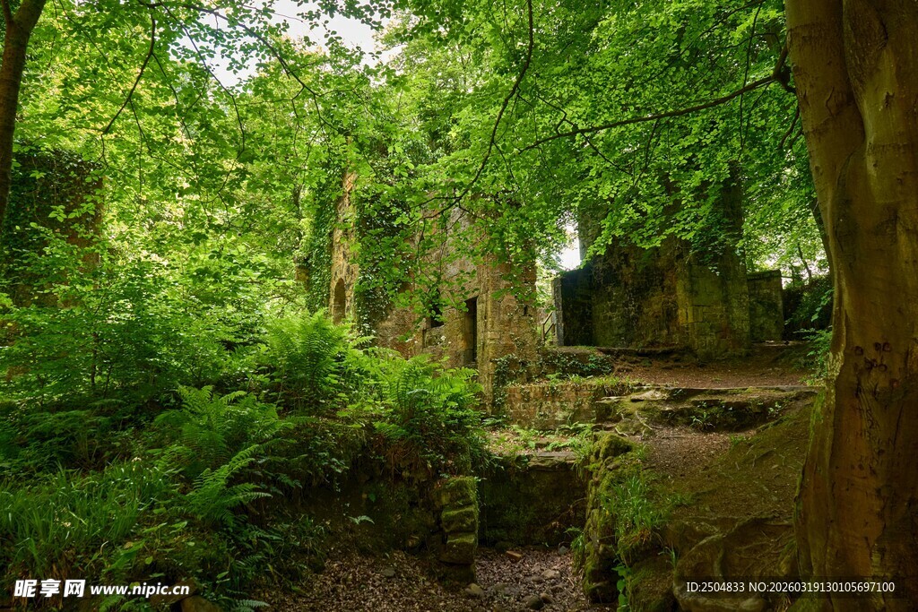 森林中的古老遗迹