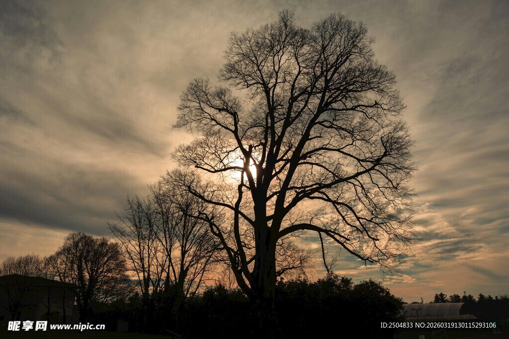 夕阳下的孤树剪影