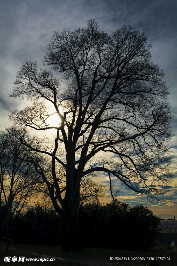 夕阳下的孤树剪影