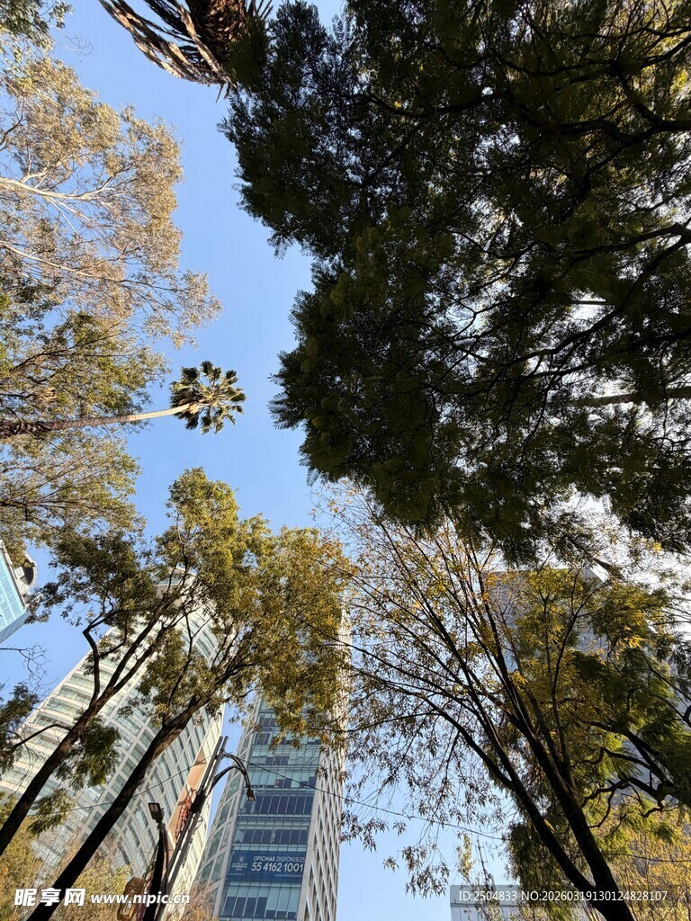 仰视城市中的树木与高楼