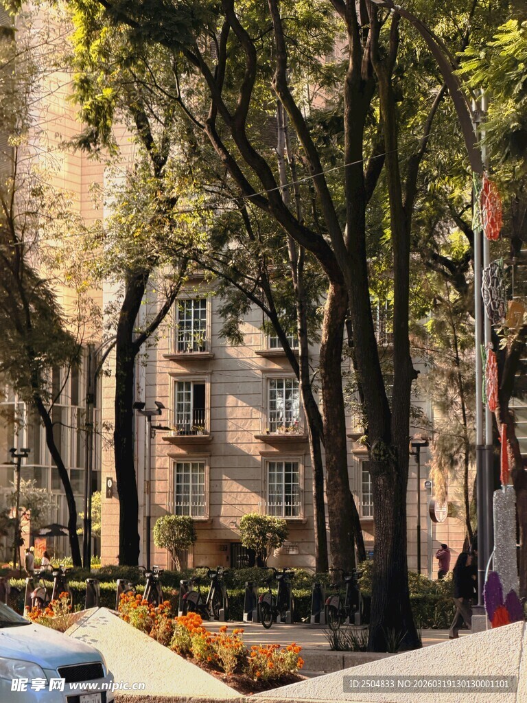 城市林荫街道的静谧景致