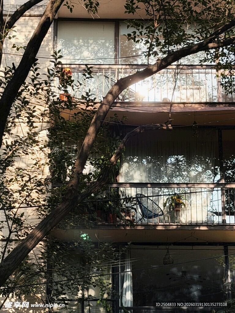 透过树枝看现代风格建筑