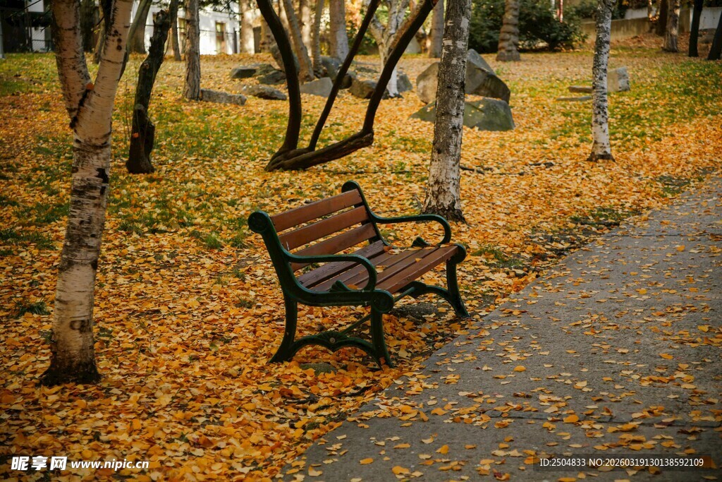 秋日林间长椅 落叶静美