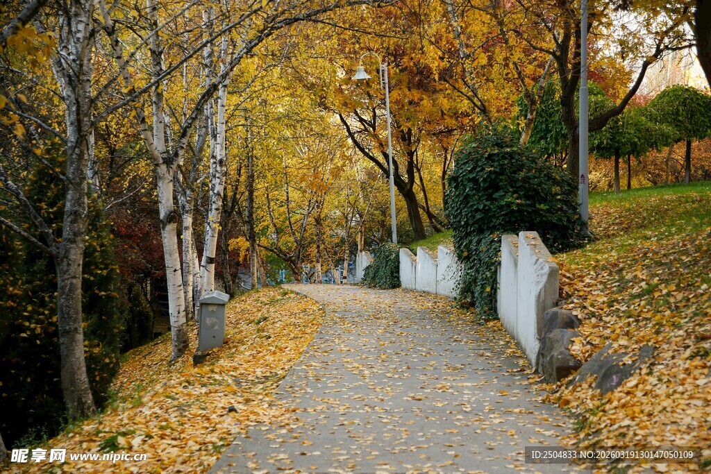 秋日落叶铺就的静谧小径