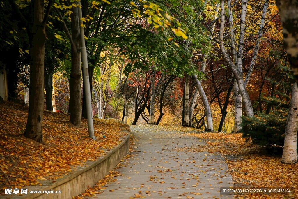 秋日林间幽径美景