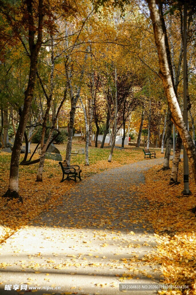 秋日林间小径美景