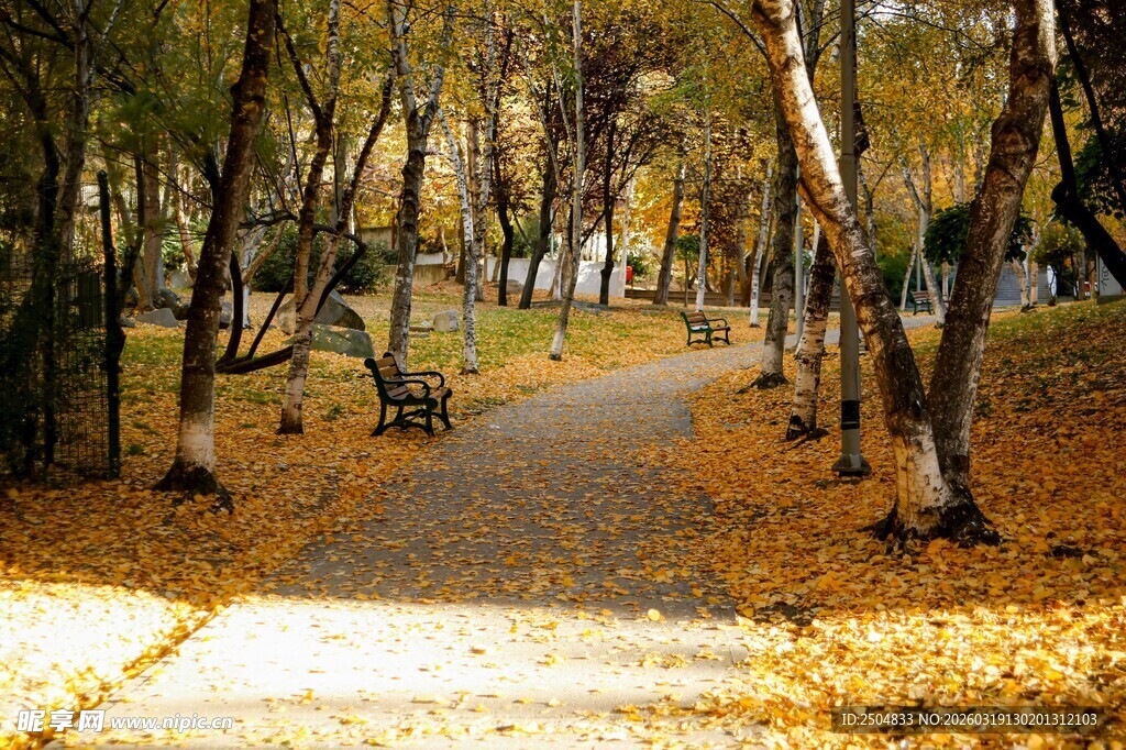 秋日林间小径 落叶铺满地