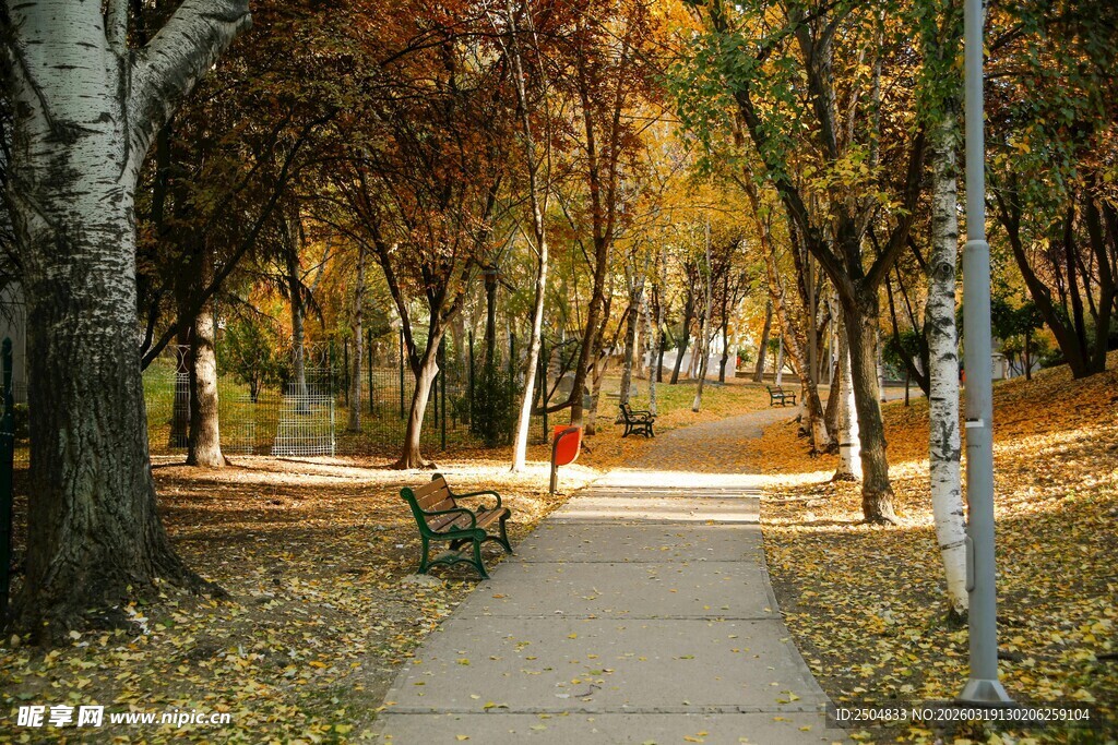 秋日林间小径的静谧美景