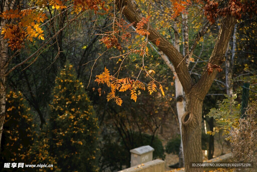 秋日树林中的多彩树木