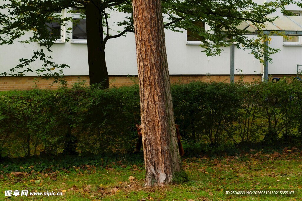 树下绿意 自然静谧景致