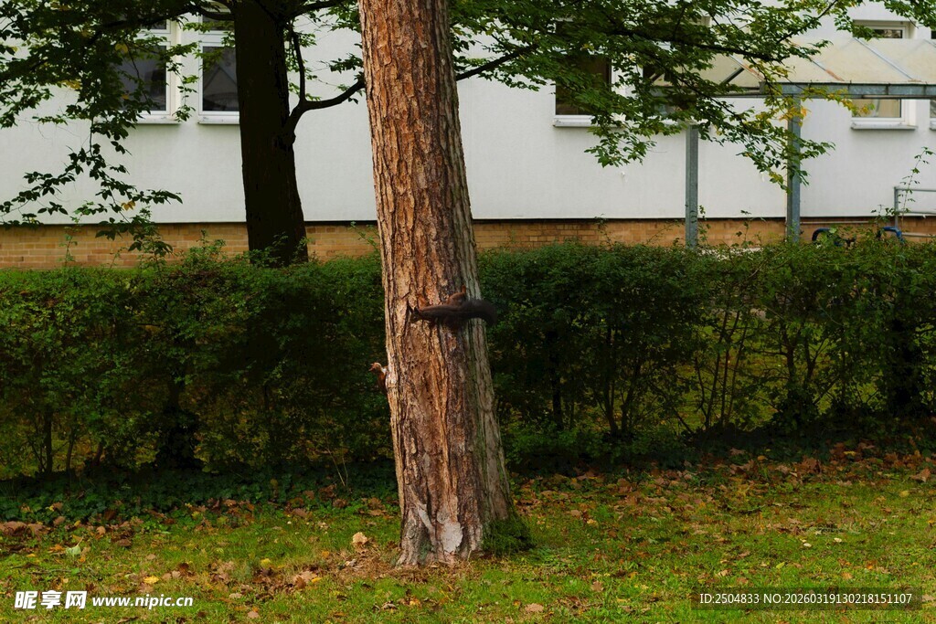 树干旁的绿植与背景建筑