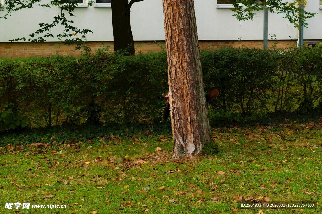 树下草地与绿植景致