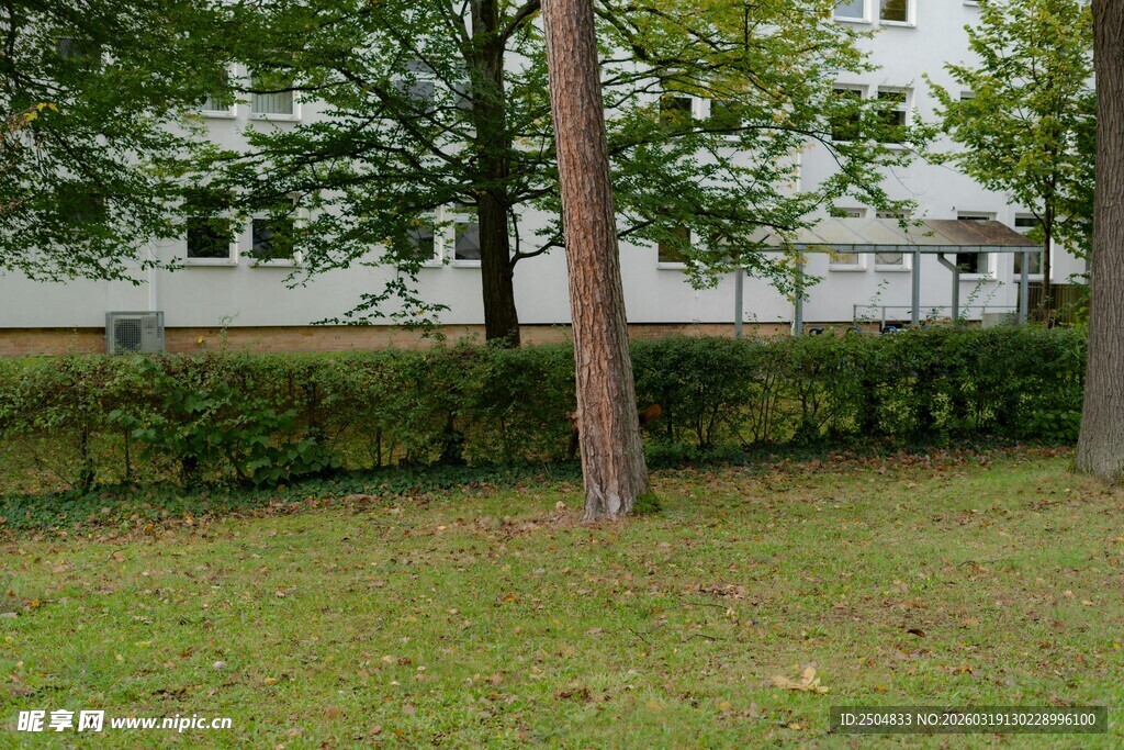 庭院中的树木与绿植