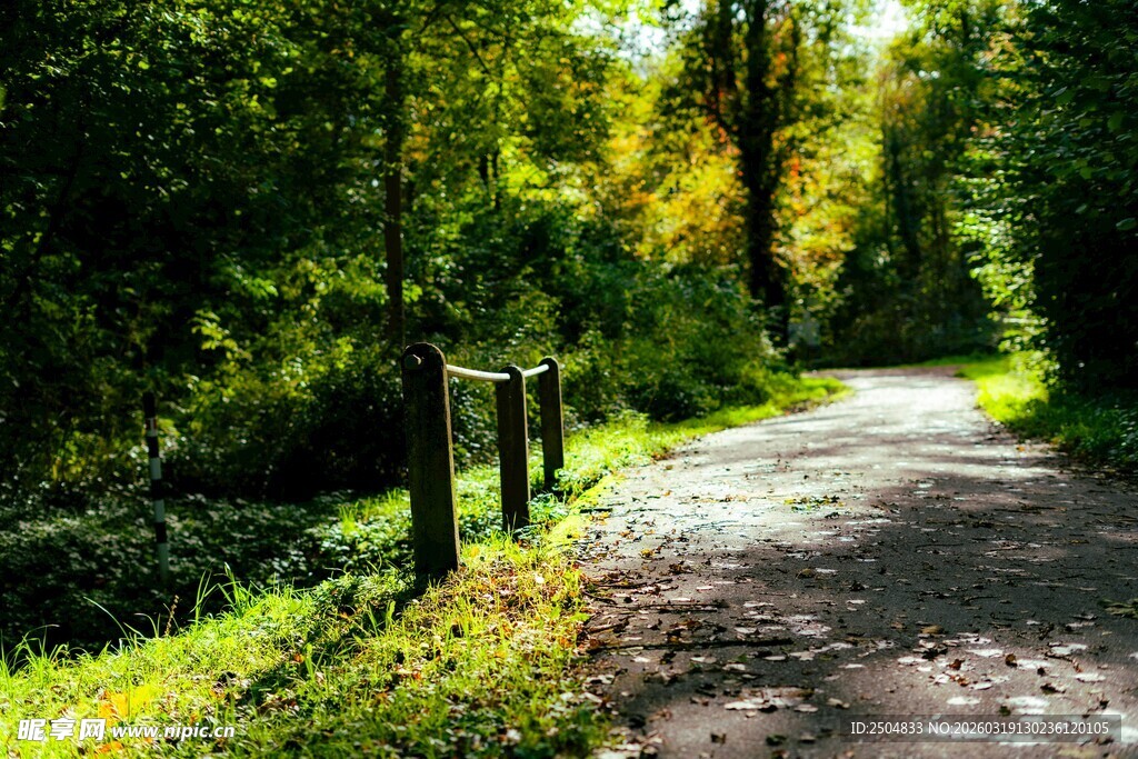 林间幽静小路 绿意盎然