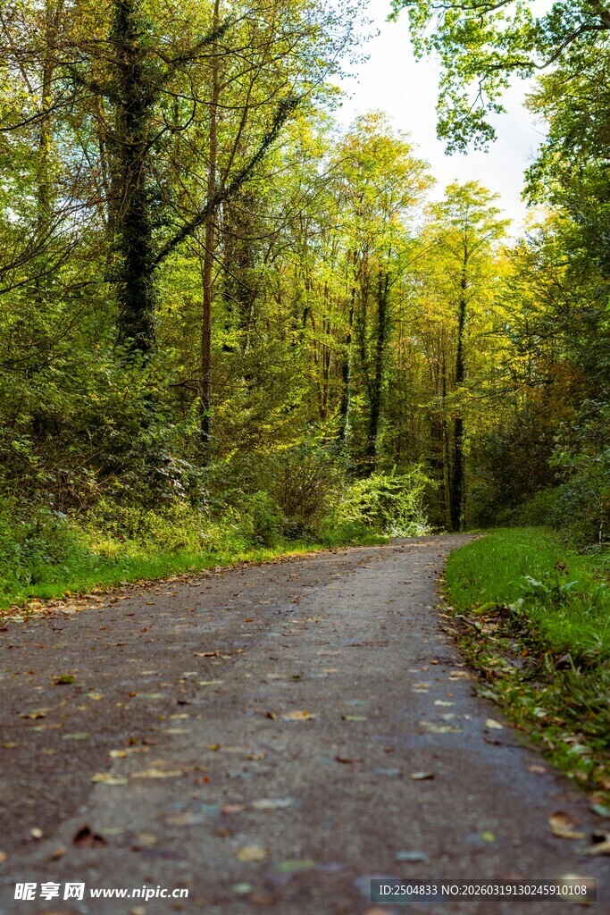 林间幽静小路 秋意盎然