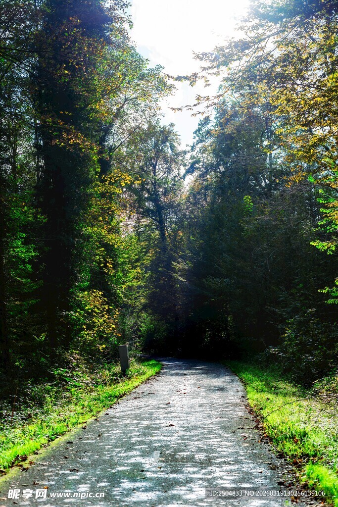 林间幽静小路 阳光洒落