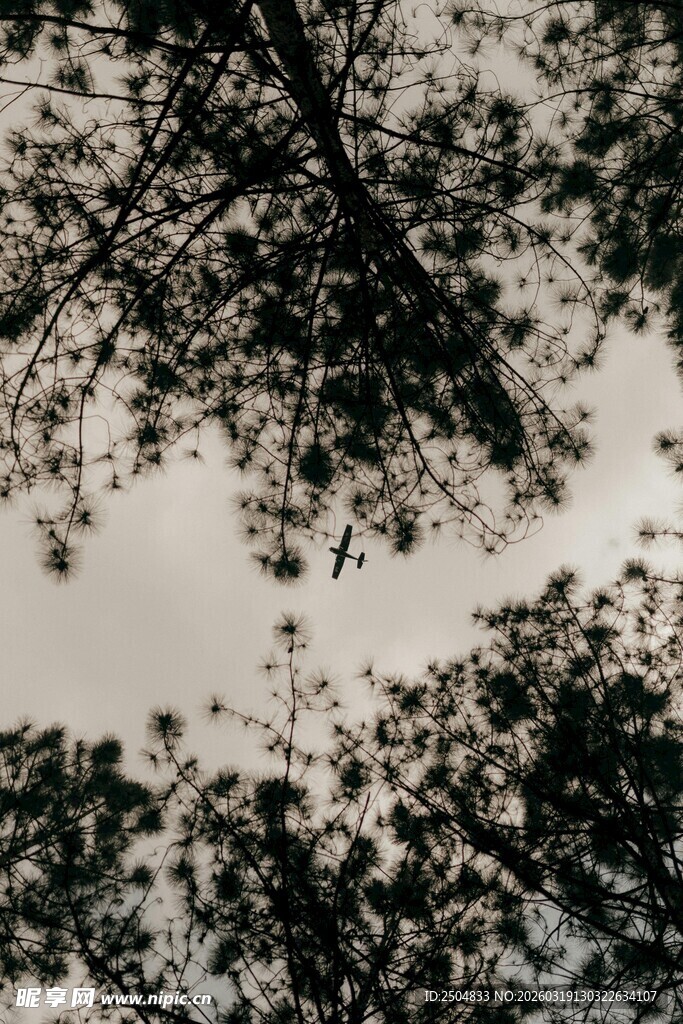 仰视下的繁茂松树枝叶