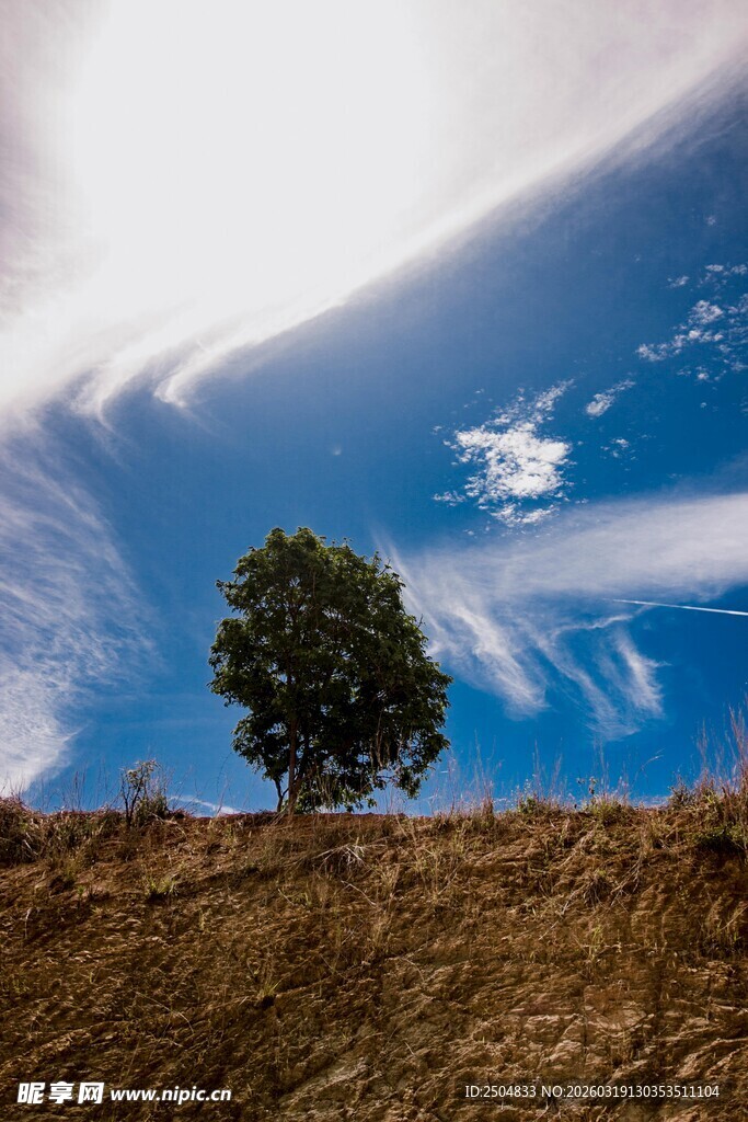 孤树挺立在旷野蓝天下