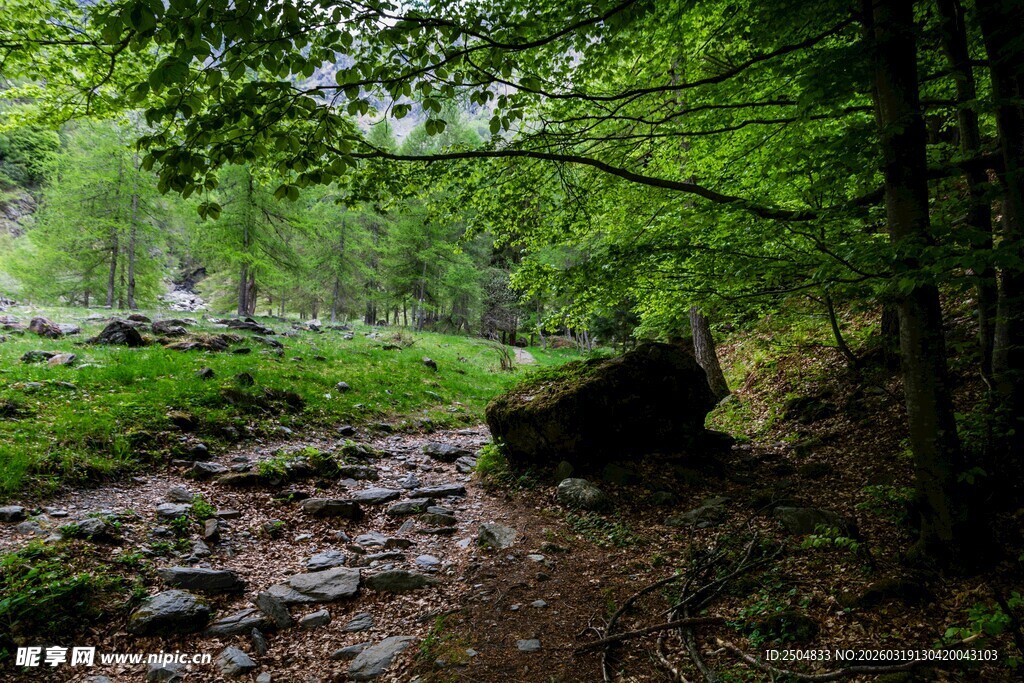 林间泥泞小径 绿意盎然