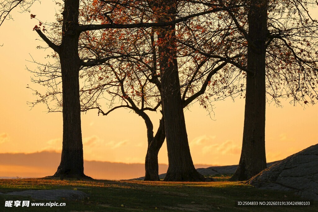 黄昏下的树木剪影