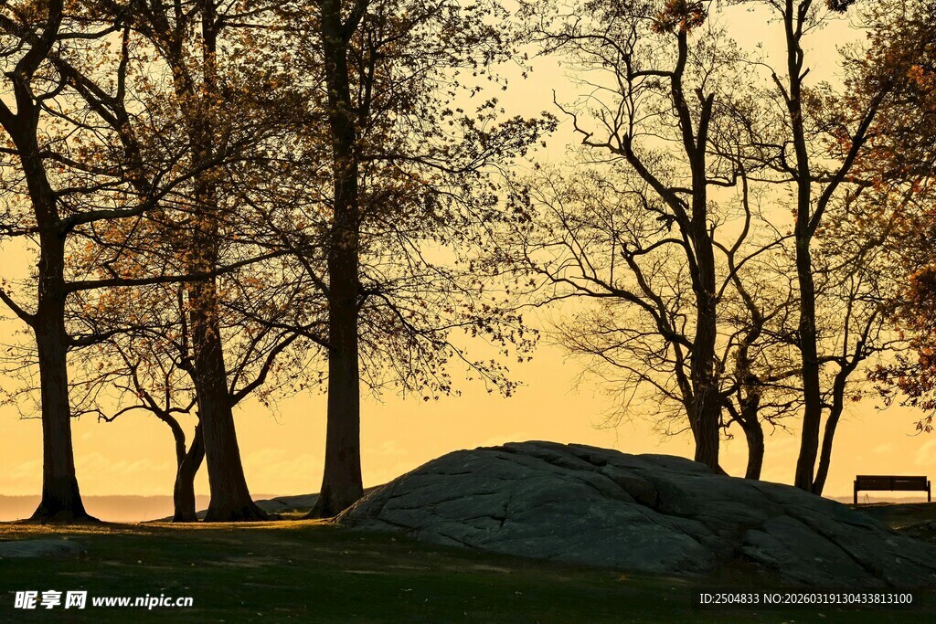 黄昏下的树林美景