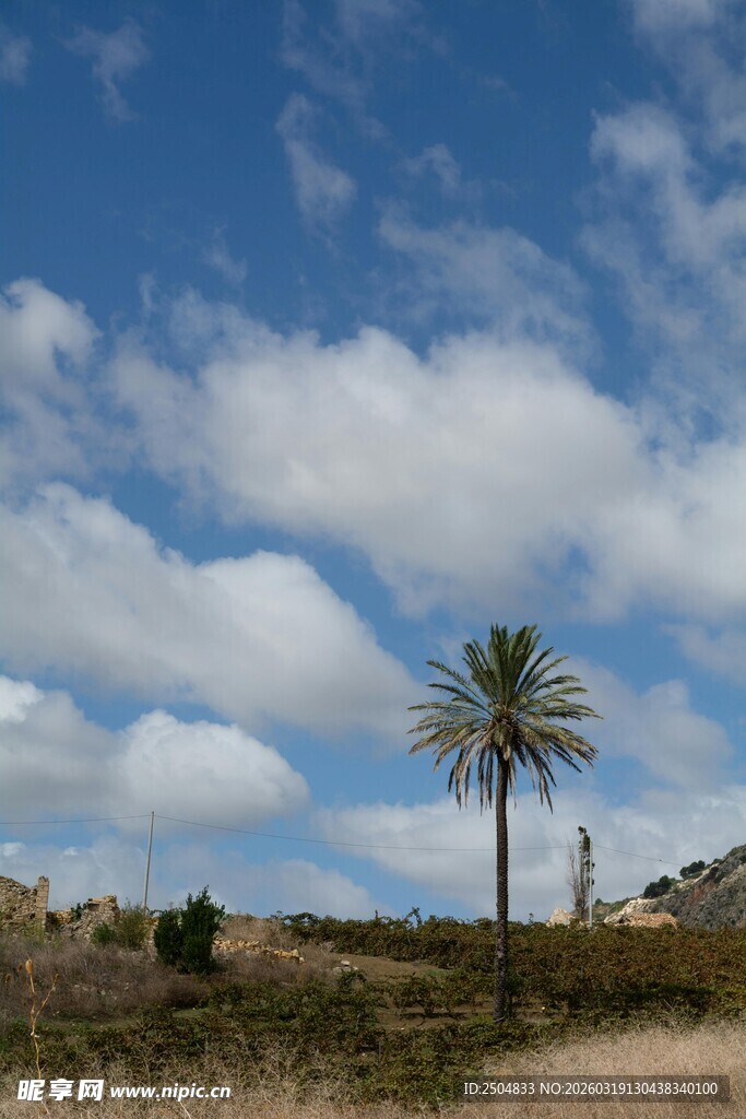 蓝天椰树风景图