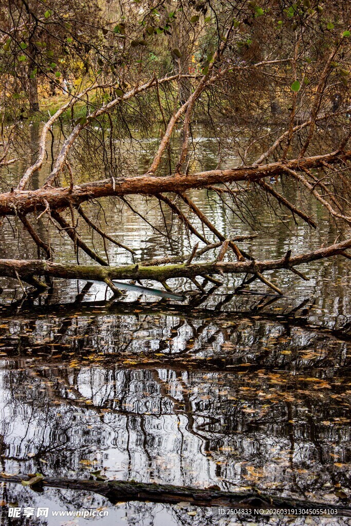 林间倒影 静谧自然之景