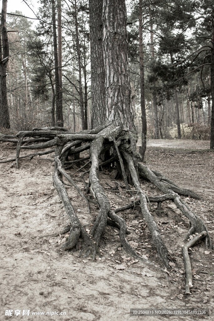 森林中裸露根系的老树